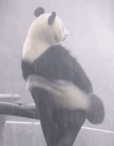Panda Bear Sitting On Railing In Rain GIF