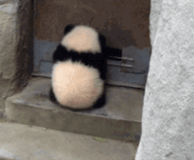 Panda Bear Sitting On Steps Looking Out Window GIF