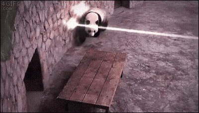 Panda Bear Sitting On Wooden Table With Laser Beam GIF