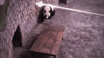Panda Bear Standing Next To Wooden Table GIF