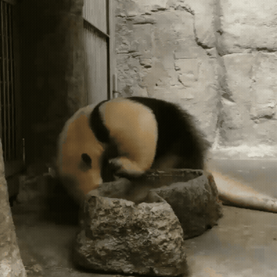 Panda Bear Standing On Hind Legs Beside Rock GIF