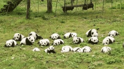 Panda Bears Laying On Grass GIF