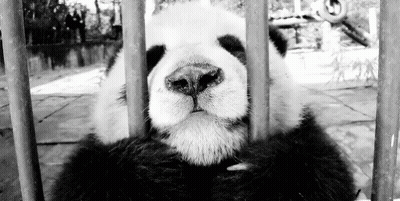 Panda Behind Zoo Bars GIF