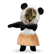 Panda Cat Dance Animation GIF