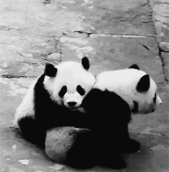 Panda Clingy Love Hug