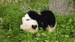 Panda Cub Grass Roll