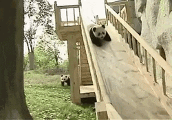 Panda Cub Slide Play GIF