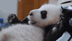 Panda Cute Happy Tickle
