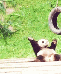 Panda Dancing Animal GIF