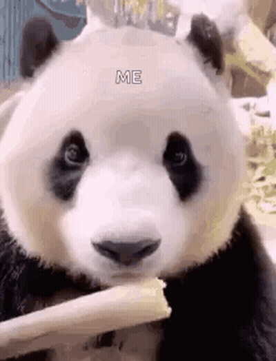 Panda Eating Food With Chopstick GIF