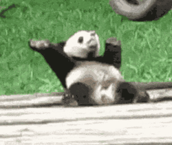 Panda Funny Dance Moves