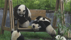 Panda Garden Swing Fight