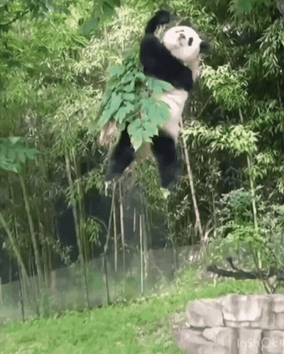 Panda Hanging From Tree Branch