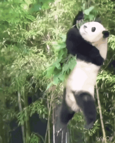 Panda Hanging Upside Down From Bamboo GIF