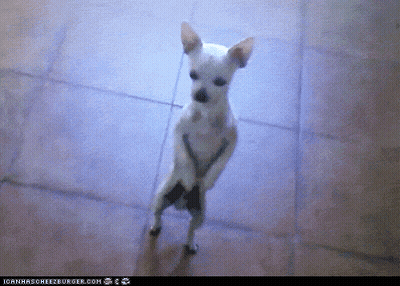 Panda Holding Hooray Sign GIF