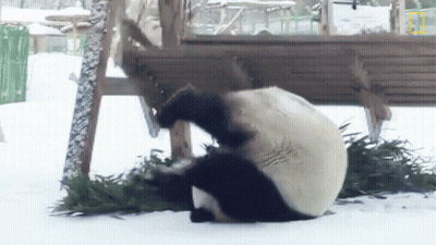 Panda Laying On Back In Snow Eating Grass GIF