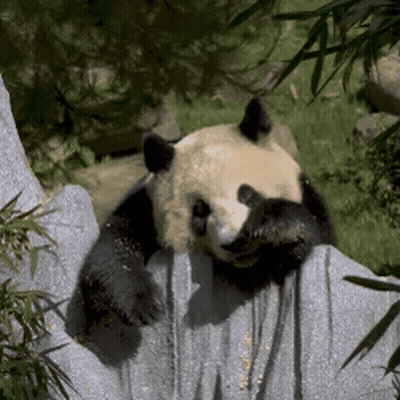 Panda Laying On Rock With Head On Blanket GIF