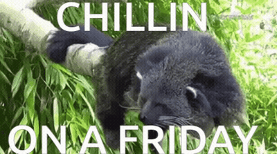 Panda Laying On Tree Branch Chillin On A Friday GIF