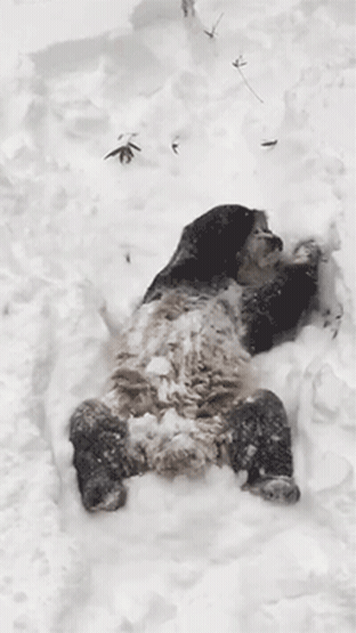 Panda Lying On Back In Snow GIF