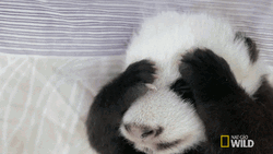 Panda Make It Stop GIF