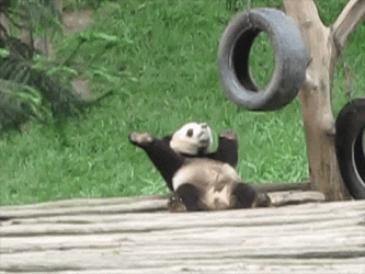 Panda Make Me Want To Scratch His Back GIF