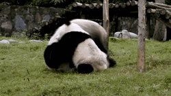 Panda Pinned Cute Wrestling