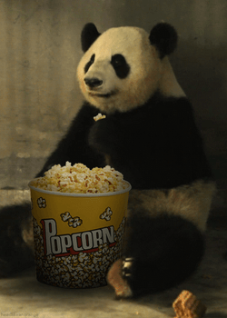 Panda Popcorn Ready GIF