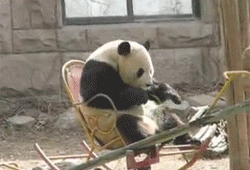 Panda Rocking Chair Chill