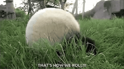 Panda Rolling And Eating Grass GIF
