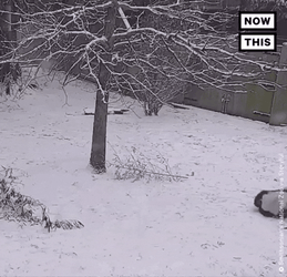 Panda Rolling Outside On Snow Day GIF