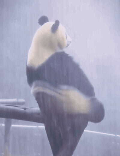 Panda Sitting On Branch In Rain GIF