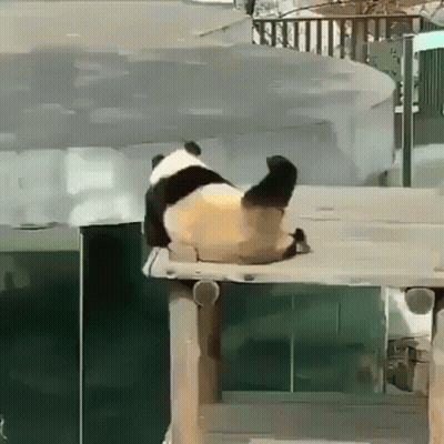 Panda Sitting On Wooden Platform In Zoo GIF