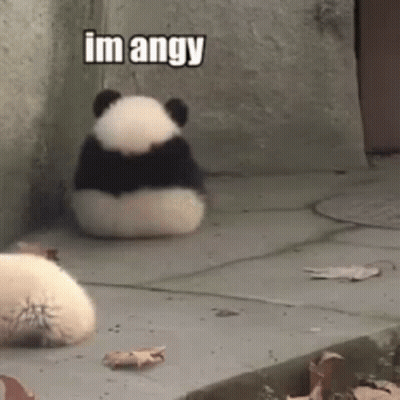 Panda Sitting With Back To Camera Saying I'm Angry GIF