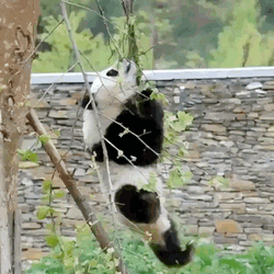 Panda Tree Climb Fail