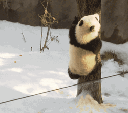 Panda Tree Climb Winter