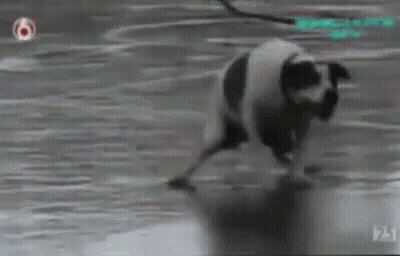 Panda Walking On Snow GIF