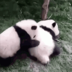 Pandas Abrazo  GIF