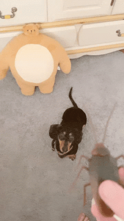 Panic Dog Chasing Tail Cockroach GIF