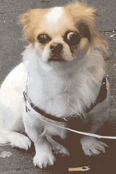 Panic Shocked Dog Eyes Wide Open Loop GIF