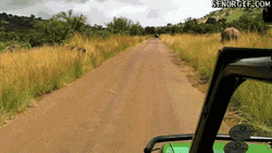 Panicking Baby Elephant Running Away  GIF