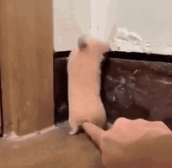 Panicking Human Like Hamster Meme GIF