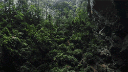 Panoramic Shot Jungle Goblin Cave GIF
