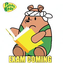 Pants Bear Seriously Reading Book Bar Exam GIF