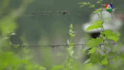 Paparazzi Hiding Leaves Thai Drama GIF