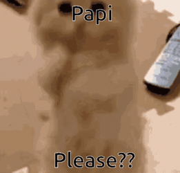 Papi Please Cute Kitten GIF