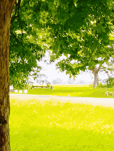 Park With Bench And Trees GIF