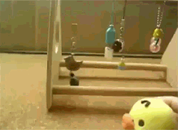 Parrot And Duck Toy Just Dance