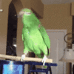 Parrot Bird Excessively Shake Head GIF