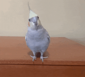 Parrot Cockatiel GIF