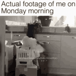 Parrot Crazy Monday GIF